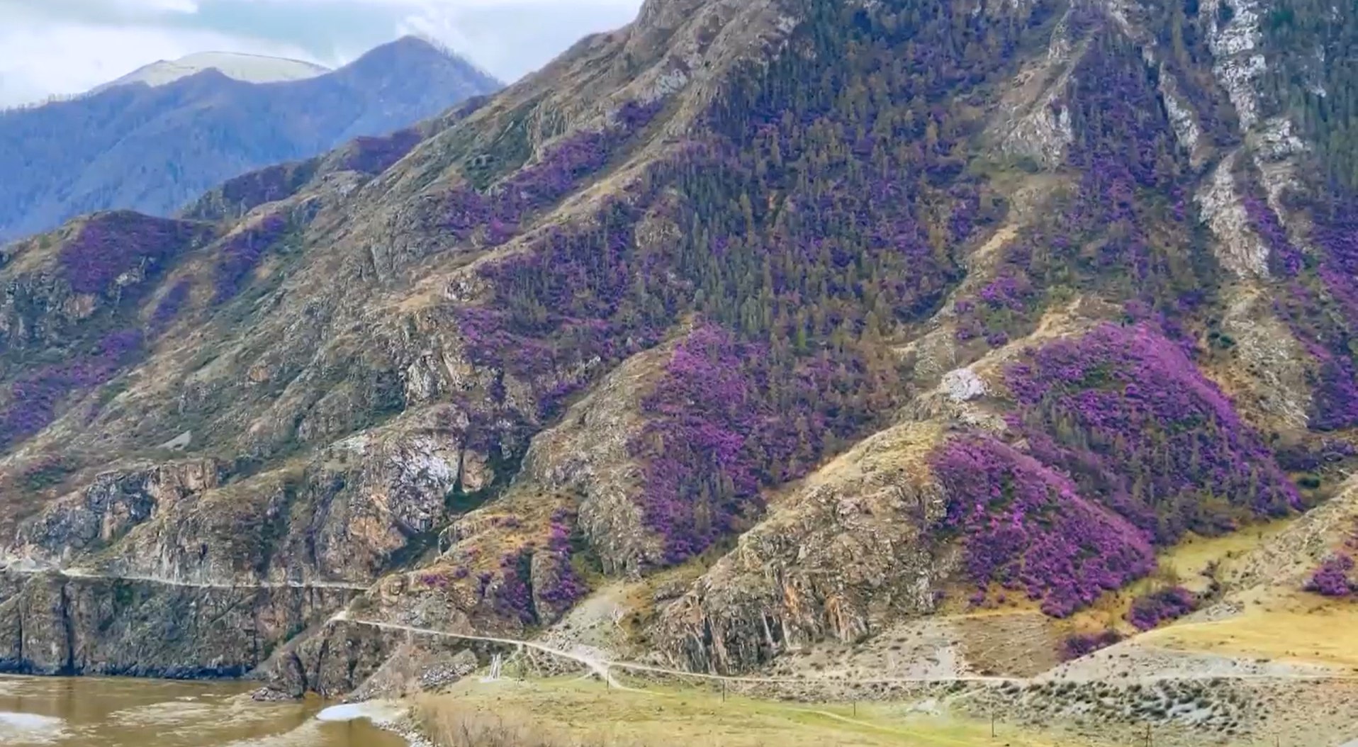 На Алтае зацвел маральник